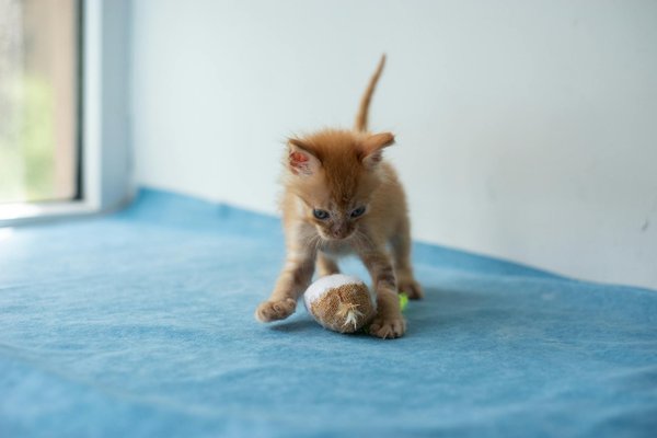 Welche natürlichen Mechanismen helfen Tieren beim Überleben anderer Arten?